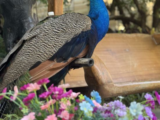 西雙版納稷澤萬達文華度假酒店優惠