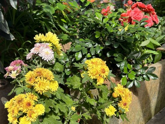 深圳6號花園酒店優惠