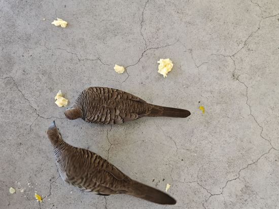 洲際華欣度假村優惠