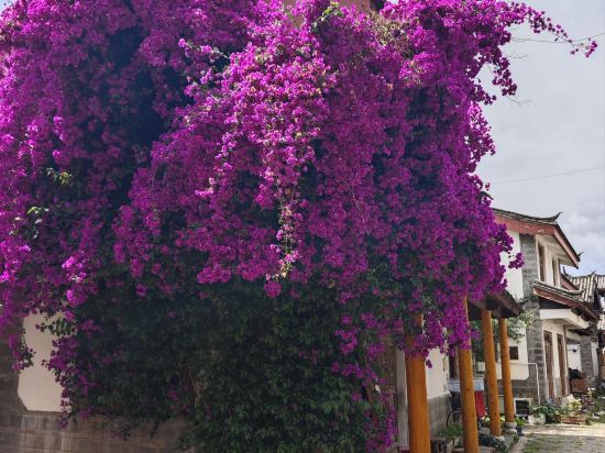 麗江美墅·甘棠苑客棧優惠