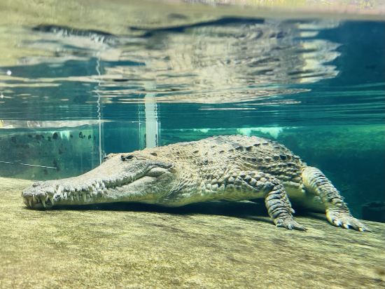 阿爾提莫酒店優惠