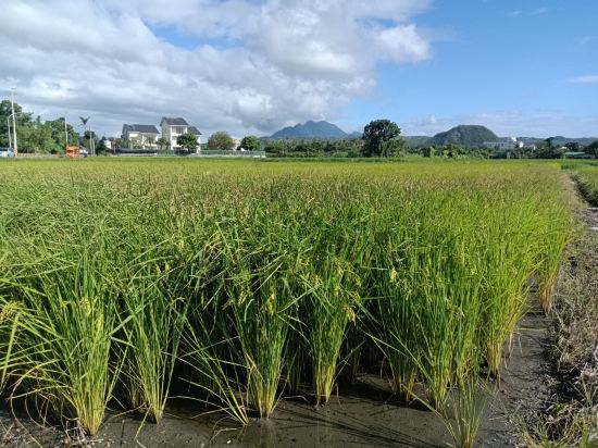 台東彩虹莊園民宿優惠