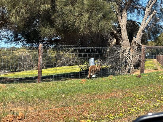 袋鼠島海景汽車酒店優惠
