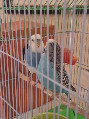 Sapphire Inn Hotel Photos