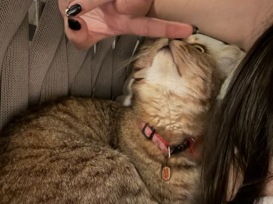 布萊頓霍夫莊園優惠