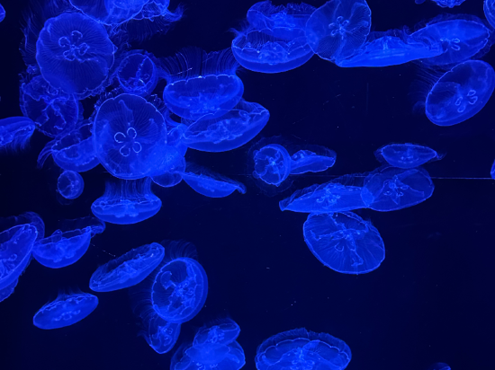 託瑪斯納戈飯店優惠