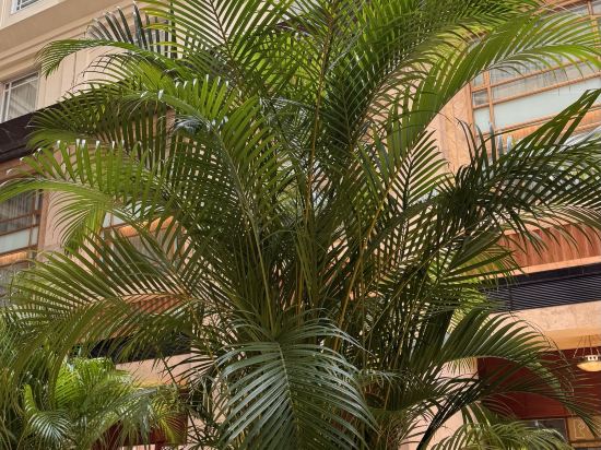 新加坡富麗敦酒店（Staycation Approved）優惠