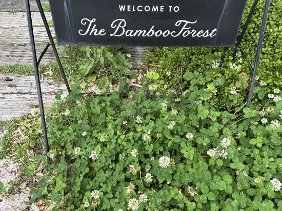 ザ・バンブーフォレスト クーポン