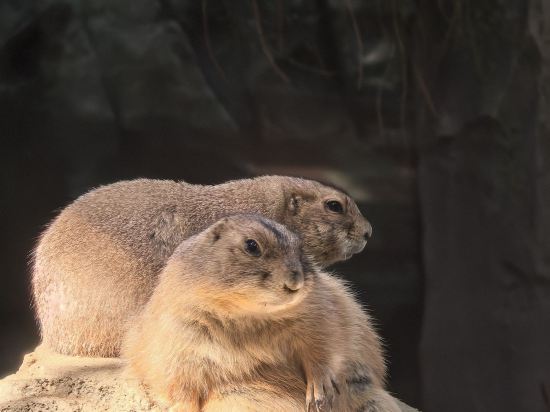 ホテルパールシティ神戸 クーポン