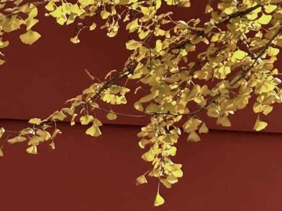 南京商茂國際酒店優惠