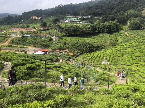 金馬侖高原世紀松園度假村優惠