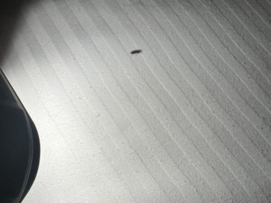 納吉特娛樂場度假村優惠