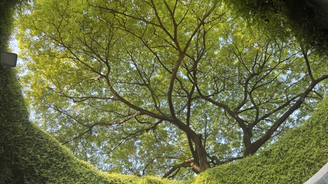 review picture