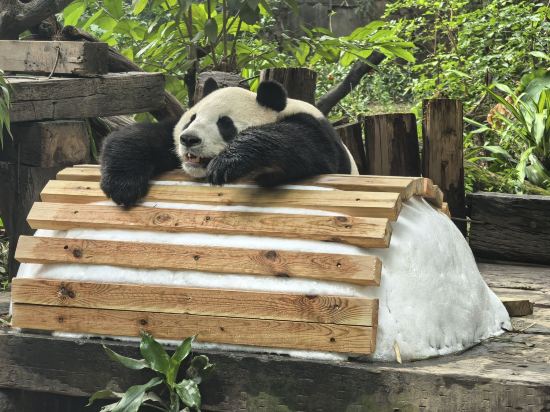 長隆酒店（廣州長隆野生動物世界店）優惠