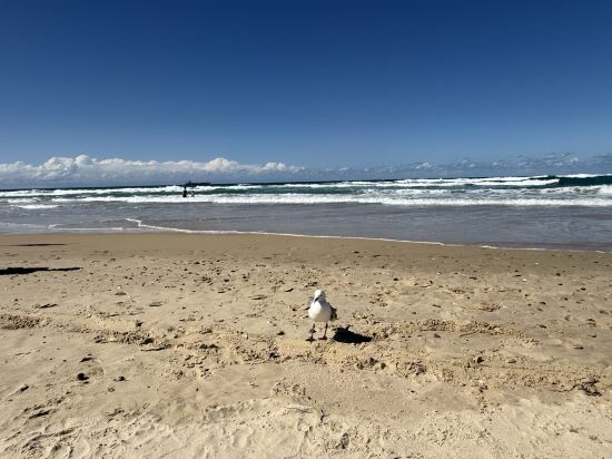 黃金海岸海島度假村優惠