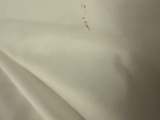 拉斯維加斯百樂宮酒店優惠