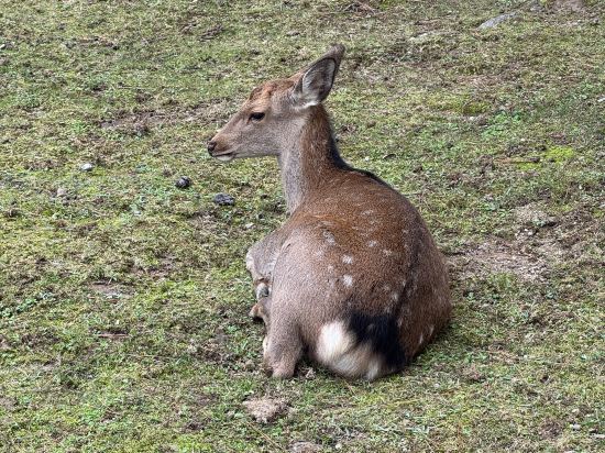 奈良AB酒店優惠
