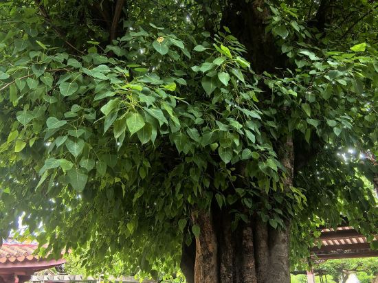 晉江榮譽大酒店優惠