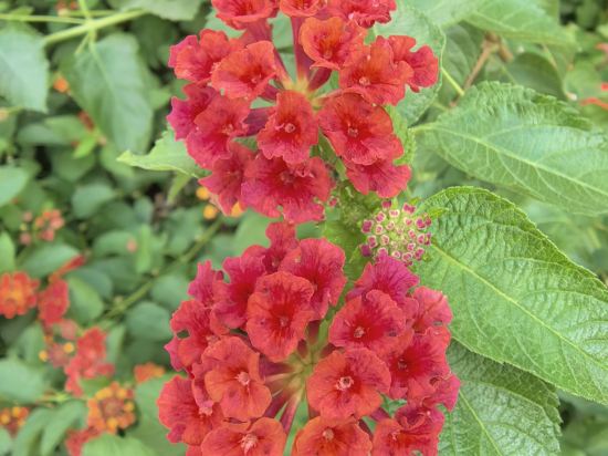 維也納智好酒店（橫店影視城夢幻谷店）優惠