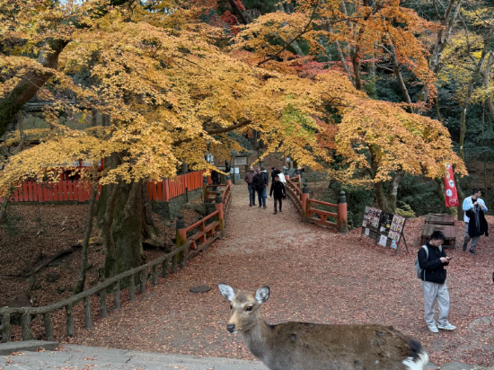 奈良日航國際酒店優惠