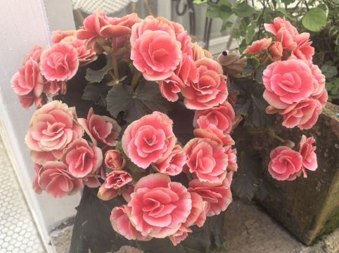 深圳6號花園酒店優惠