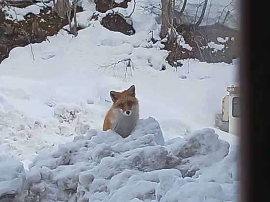 二股らぢうむ温泉旅館 クーポン