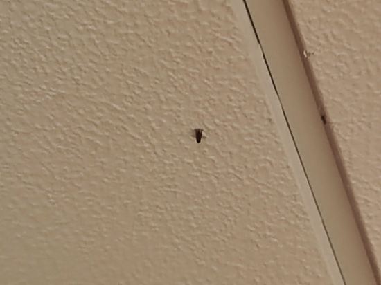 巴洛尼迪薩西大酒店優惠