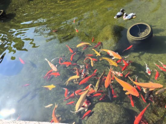 德景山莊（陽朔灕江店）優惠