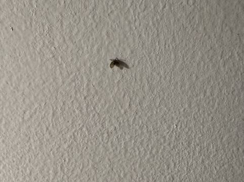 黃金海岸狂想曲度假村優惠