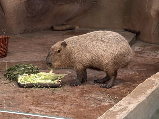 杭州開元森泊度假酒店優惠