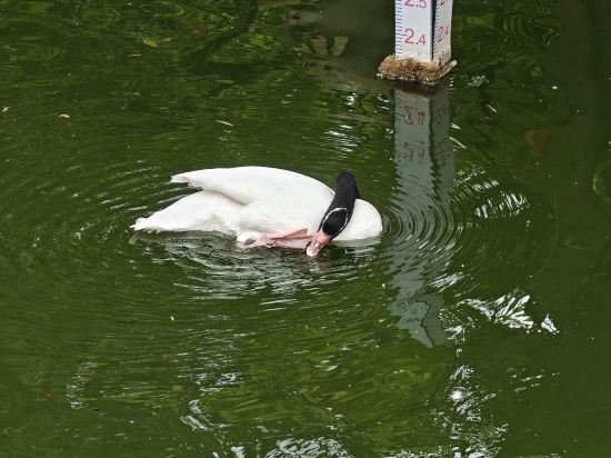 深圳奈威S酒店（西麗地鐵站店）優惠