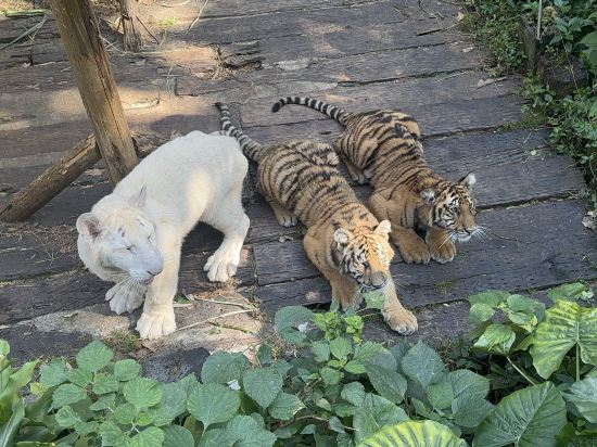 長隆酒店（廣州長隆野生動物世界店）優惠