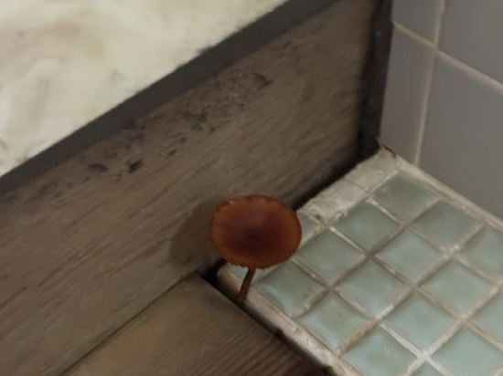 湯快リゾート 三朝温泉 斉木別館〈会席タイプ〉 クーポン