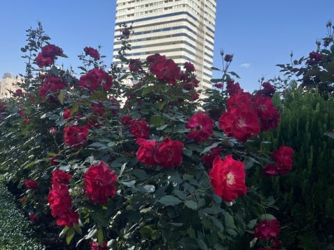 ホテル ニューオータニ ガーデンタワー クーポン