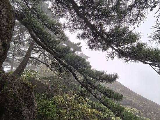 黃山蓮花山莊溫泉度假飯店優惠