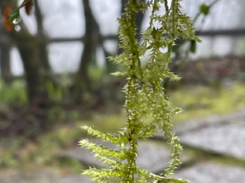 宜蘭大同明池山莊（明池森林遊樂區）優惠