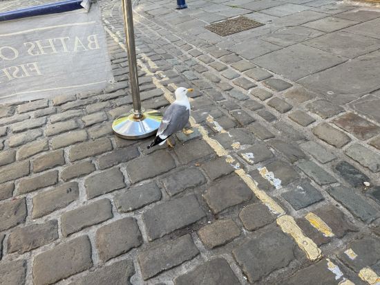 智選假日巴斯酒店優惠