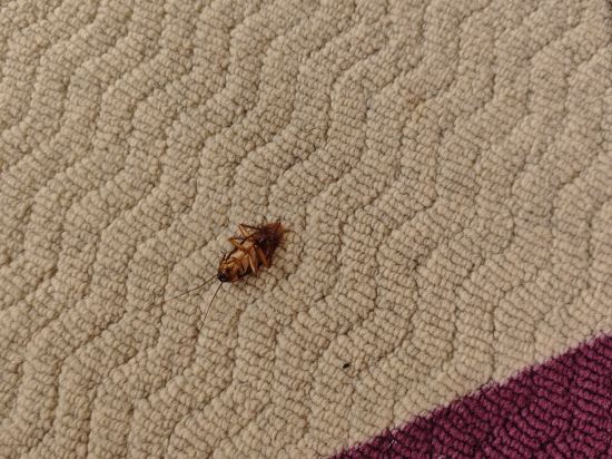 麗楓酒店（韶關沙湖公園工業西路店）優惠