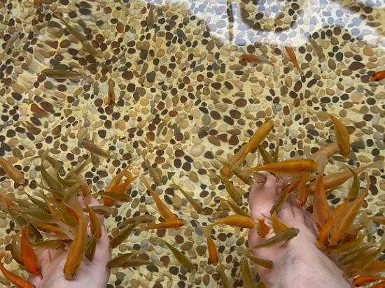 宜蘭礁溪長榮鳳凰酒店優惠