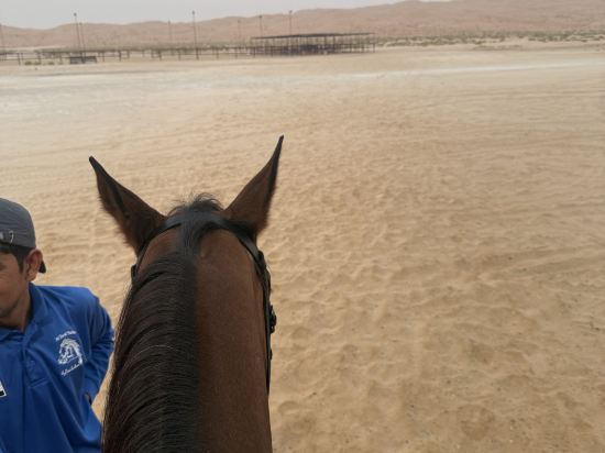 阿布扎比安納塔拉蓋斯爾阿薩拉沙漠度假村優惠