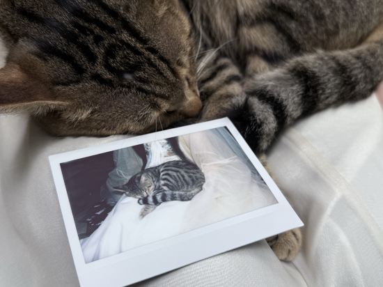 鳳凰清溪禪院優惠