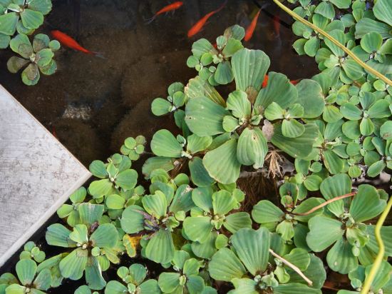 麗江雲見棲舍客棧優惠