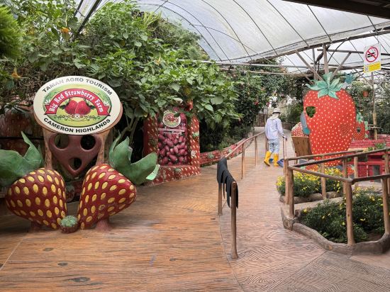 金馬倫高原種植園鄉村酒店優惠