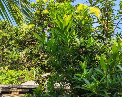 Dinsara Pearl Villa Photos