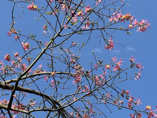 深圳福田香格里拉大酒店優惠