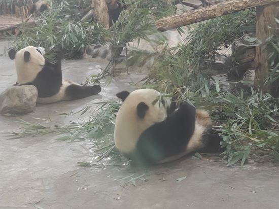 成都秋瑾民宿（太古裡店）優惠