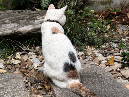 鳳凰清溪禪院優惠