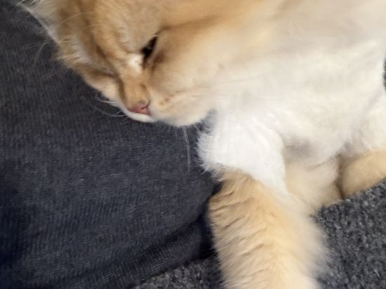 澳門盛世酒店優惠