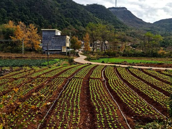 陽山金楓葉酒店優惠