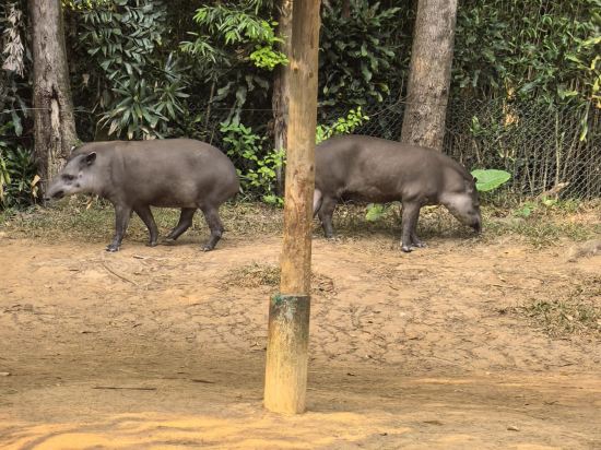 長隆香江酒店（廣州長隆野生動物世界店）優惠